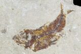 Two Cretaceous Fossil Fish (Armigatus) - Lebanon #110843-2